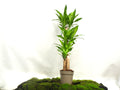 DRACAENA F. MASSANGEANA M-22