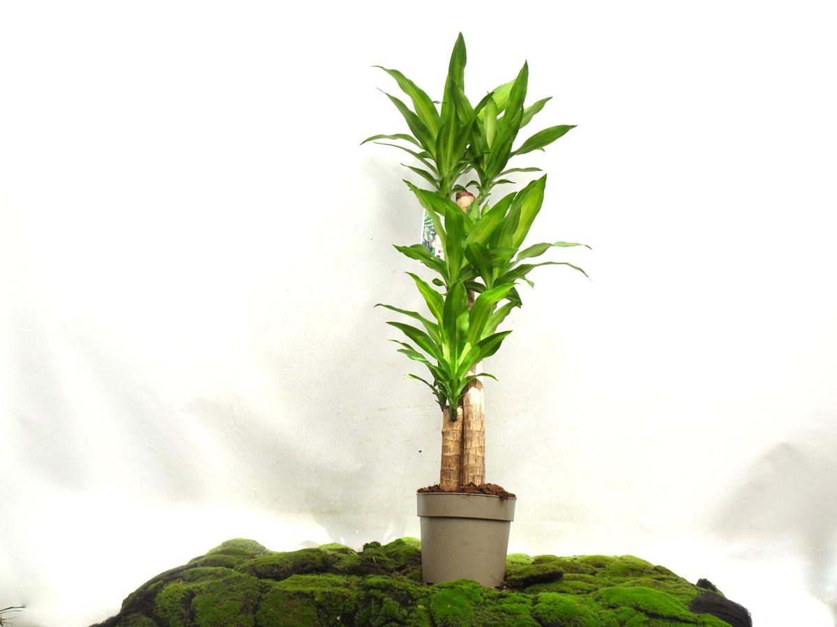 DRACAENA F. MASSANGEANA M-22