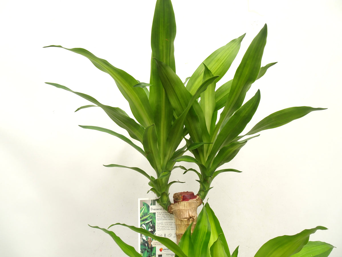 DRACAENA F. MASSANGEANA M-22