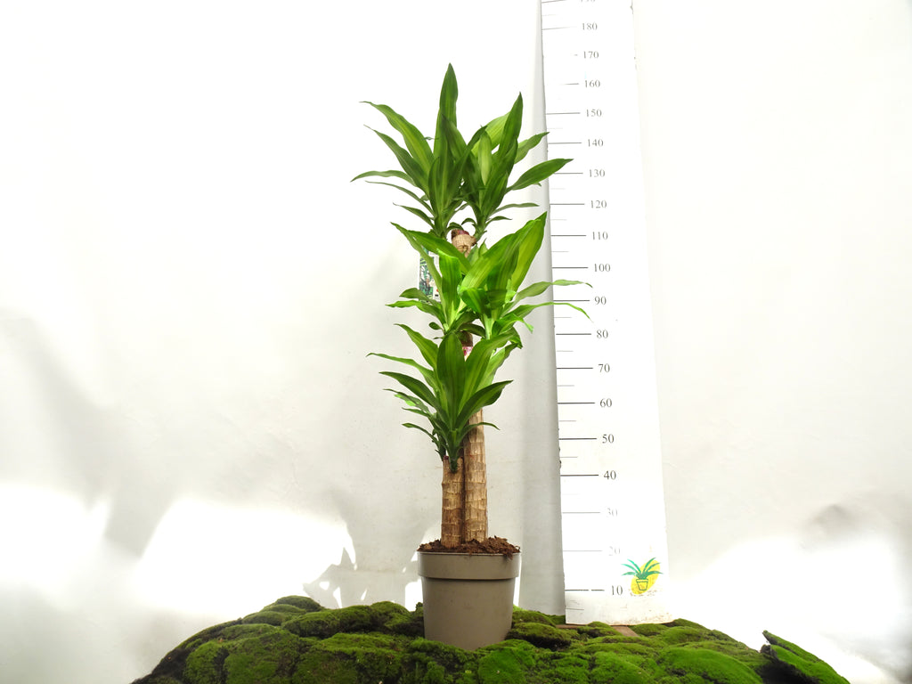 DRACAENA F. MASSANGEANA M-22