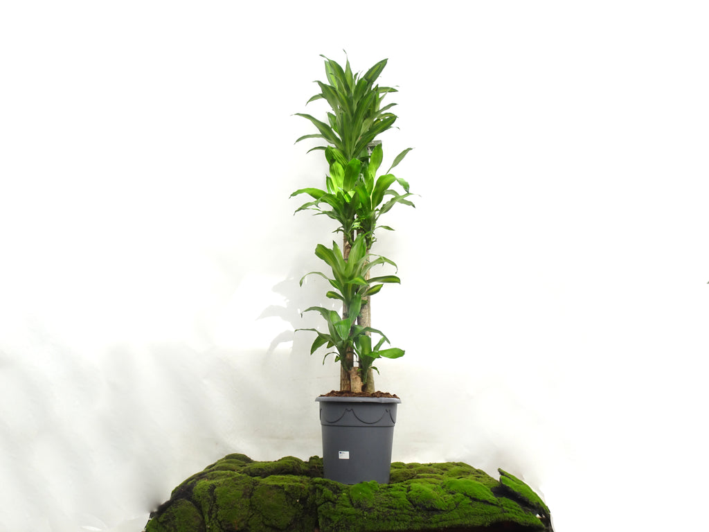 DRACAENA F. MASSANGEANA M-32