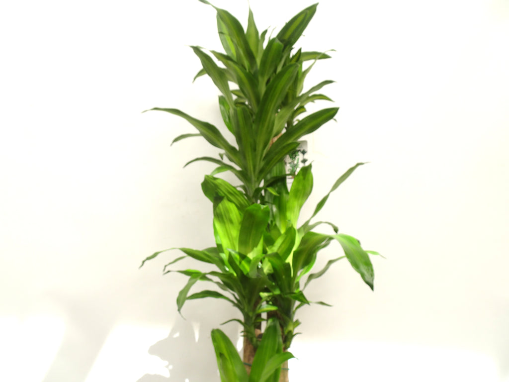 DRACAENA F. MASSANGEANA M-32