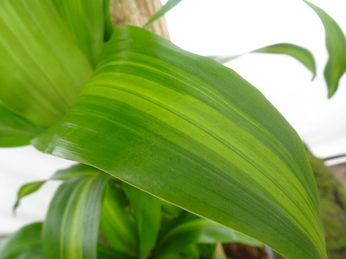 DRACAENA F. MASSANGEANA M-32