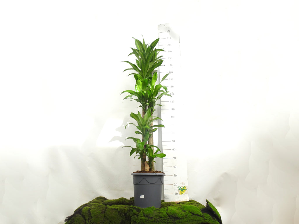 DRACAENA F. MASSANGEANA M-32