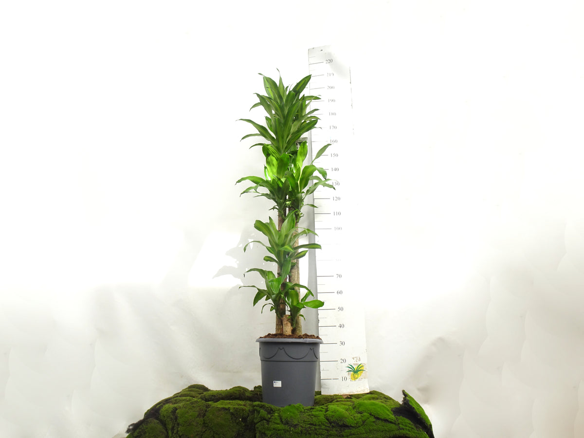 DRACAENA F. MASSANGEANA M-32