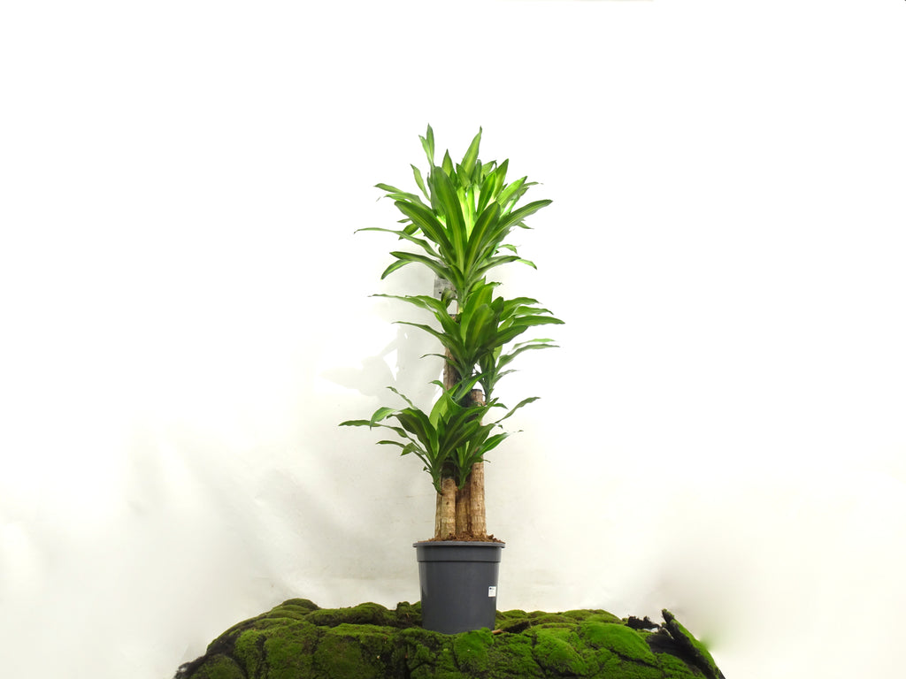 DRACAENA F. MASSANGEANA M-25
