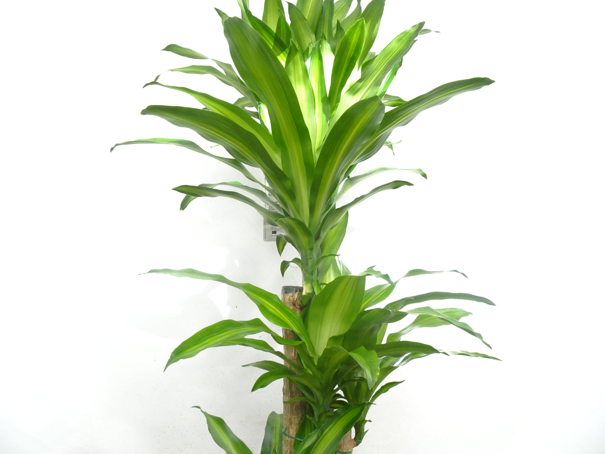 DRACAENA F. MASSANGEANA M-25
