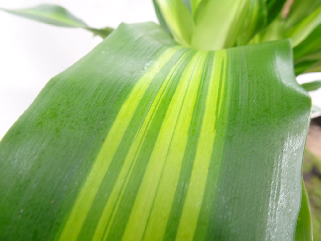 DRACAENA F. MASSANGEANA M-25