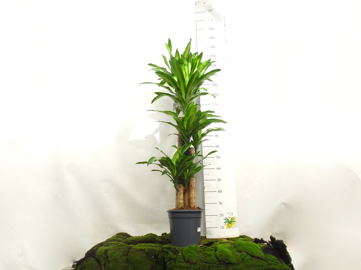 DRACAENA F. MASSANGEANA M-25