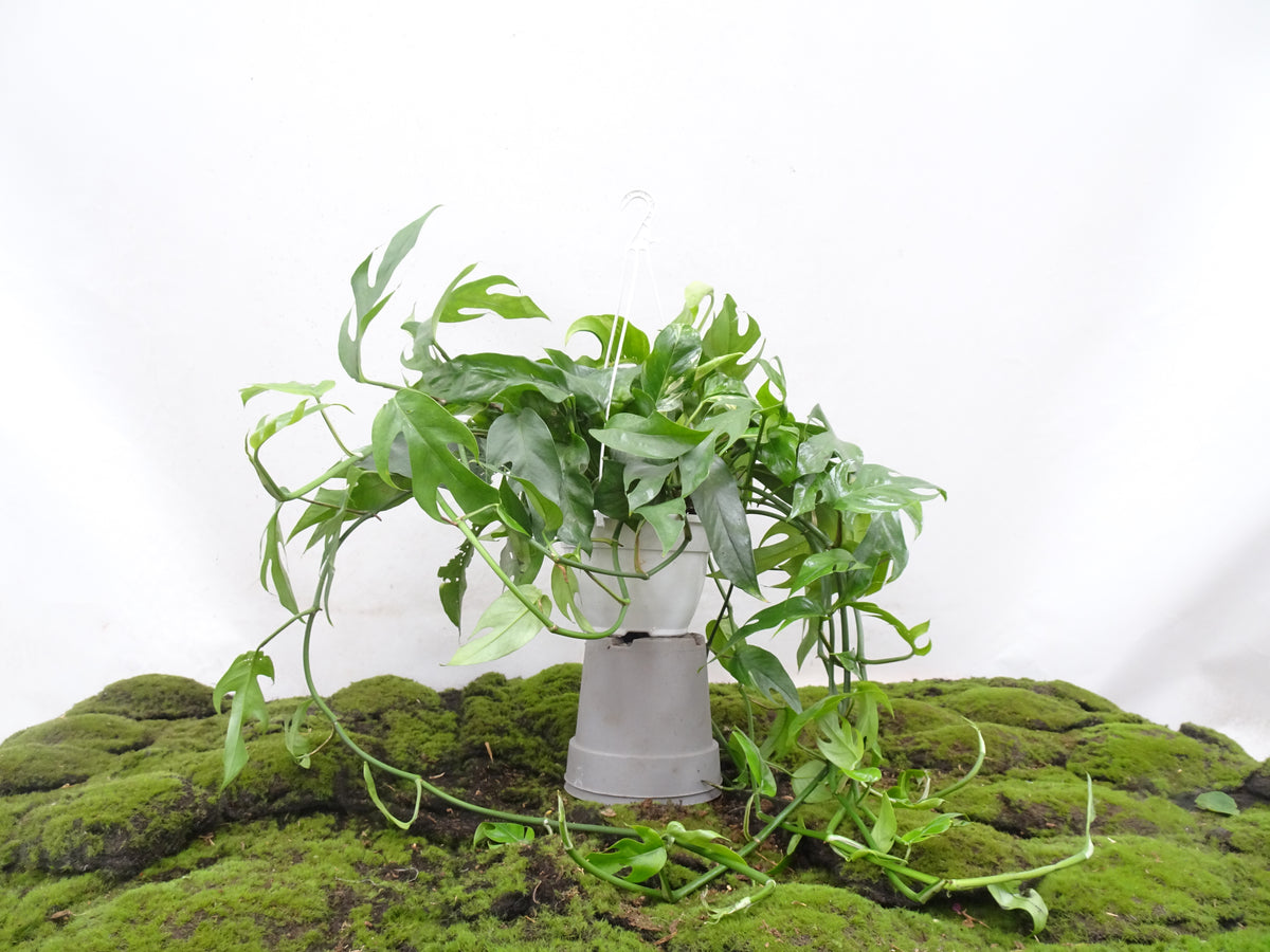 PHILODENDRON MONSTERA OBLICUA M-15