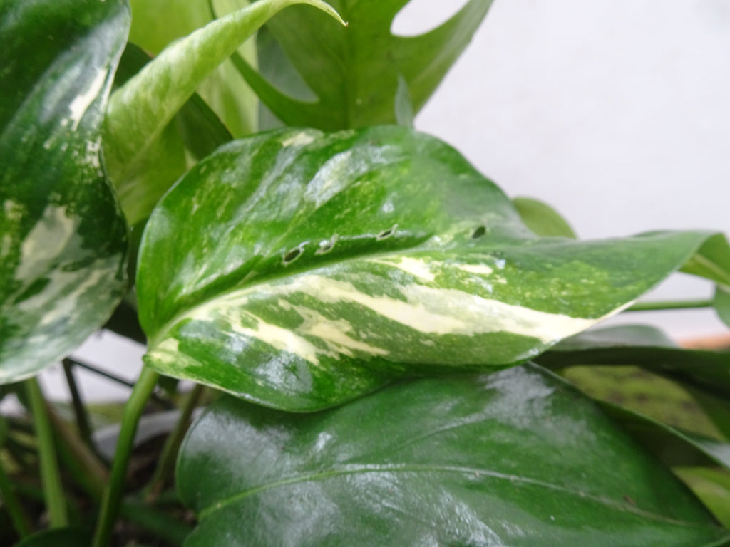 PHILODENDRON MONSTERA OBLICUA M-15