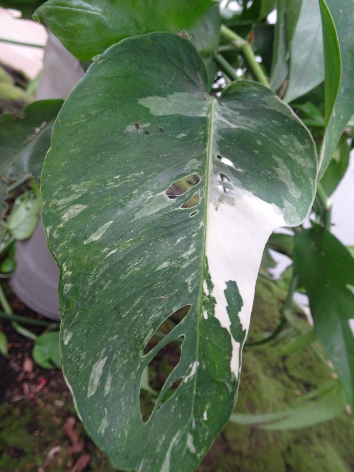 PHILODENDRON MONSTERA OBLICUA M-15