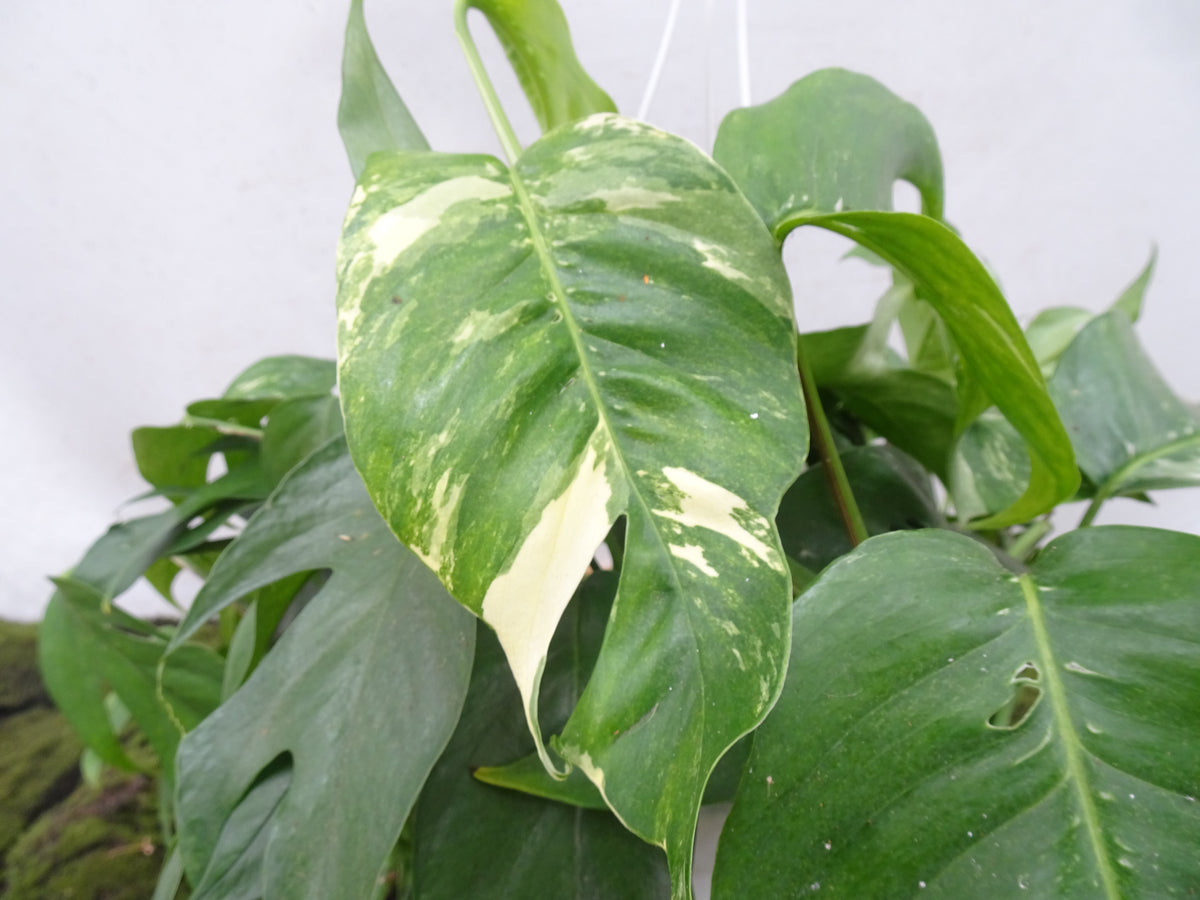 PHILODENDRON MONSTERA OBLICUA M-15