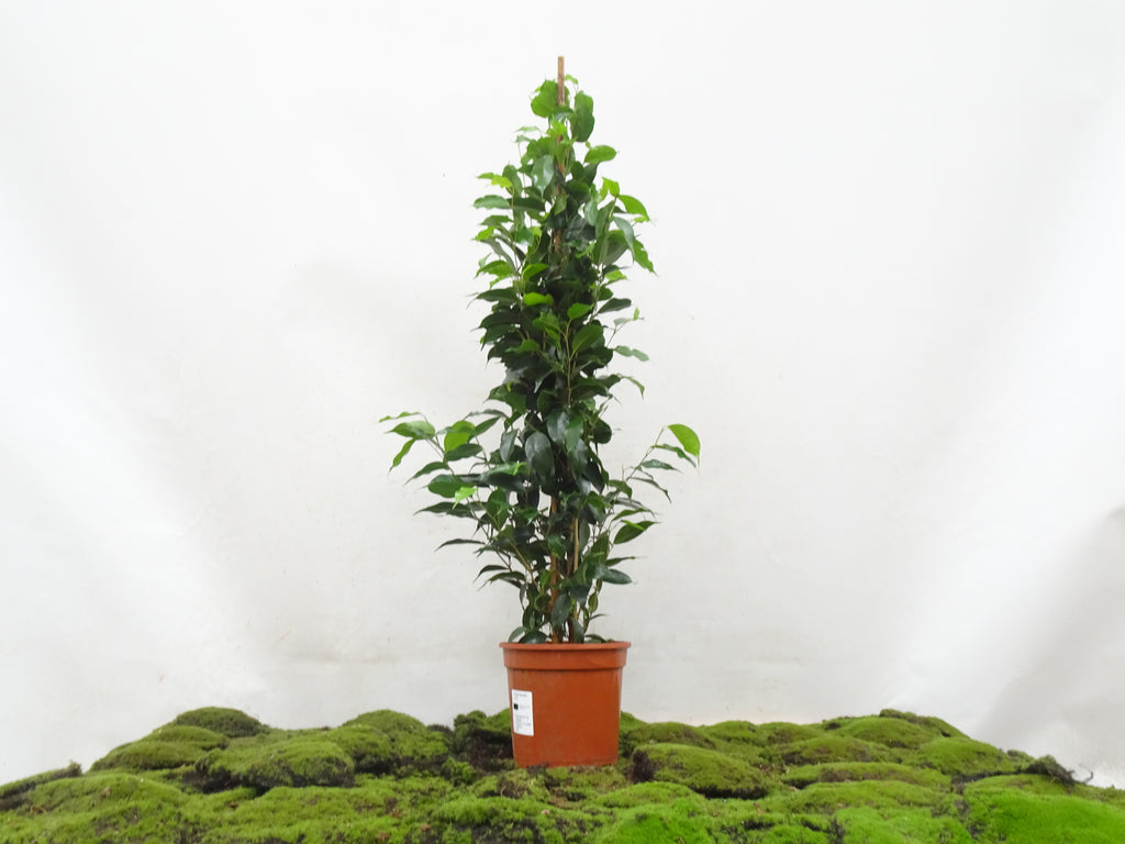 FICUS BENJAMINA DANIELLE M-17