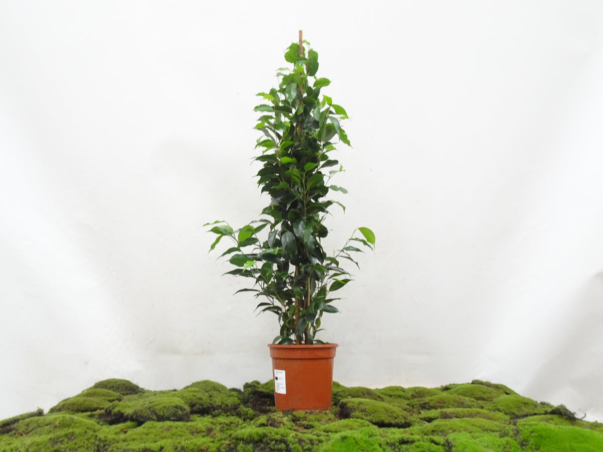 FICUS BENJAMINA DANIELLE M-17