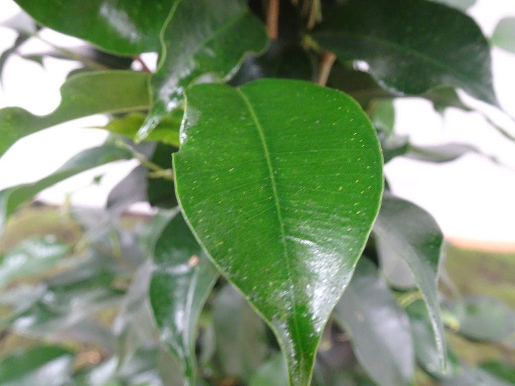FICUS BENJAMINA DANIELLE M-17