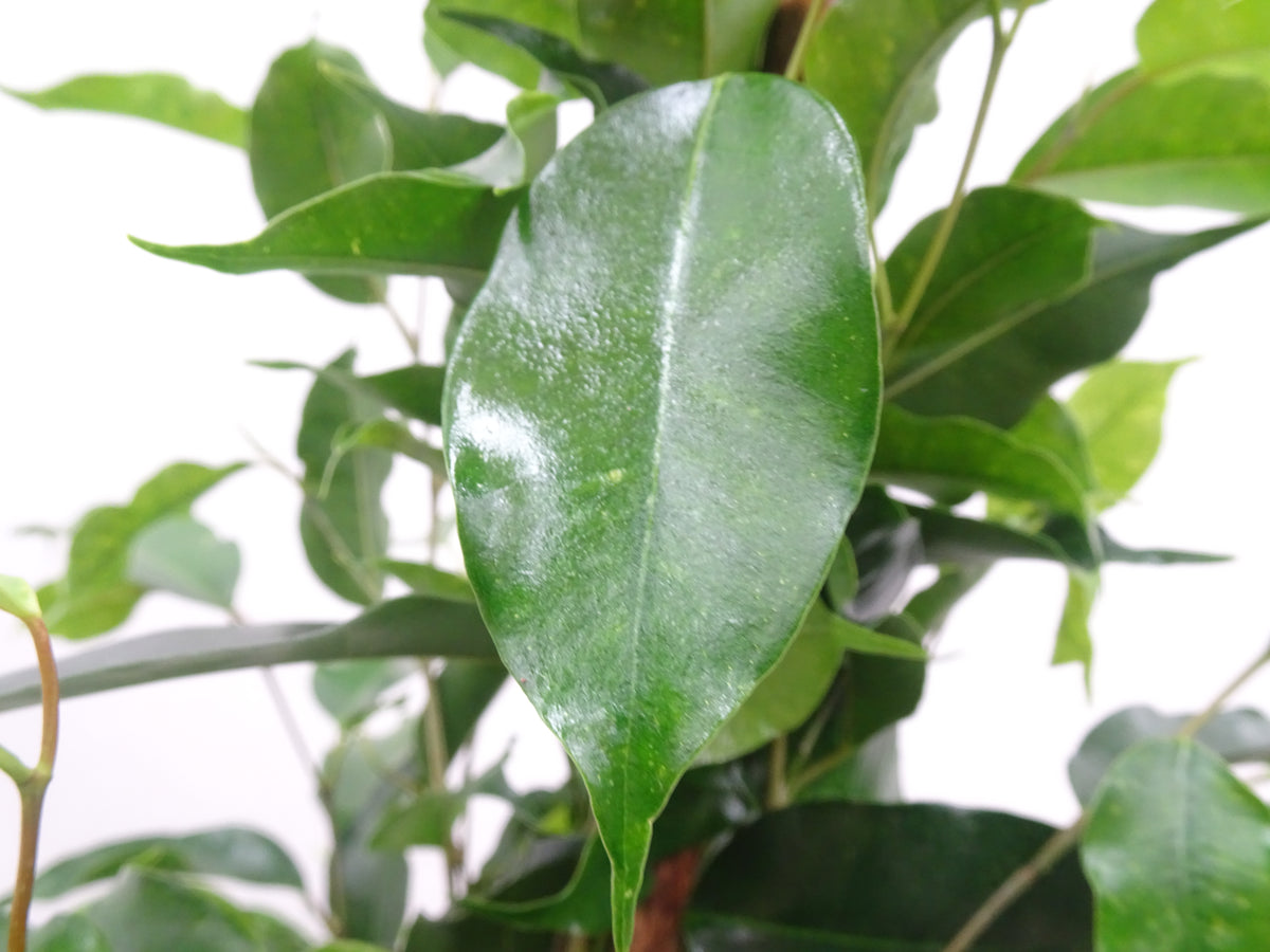 FICUS BENJAMINA DANIELLE M-17