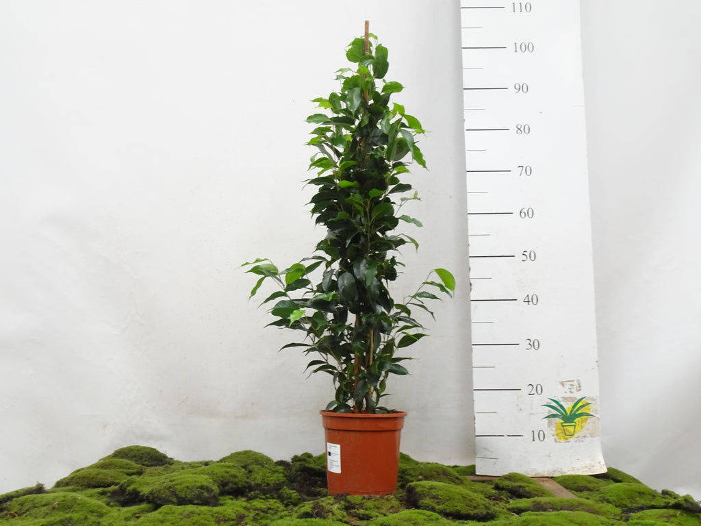 FICUS BENJAMINA DANIELLE M-17