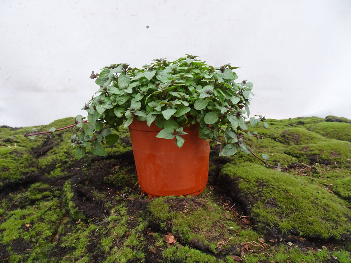MENTA PIPERITA M-14