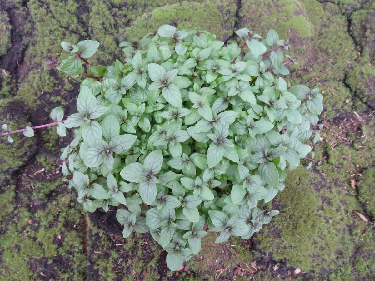 MENTA PIPERITA M-14