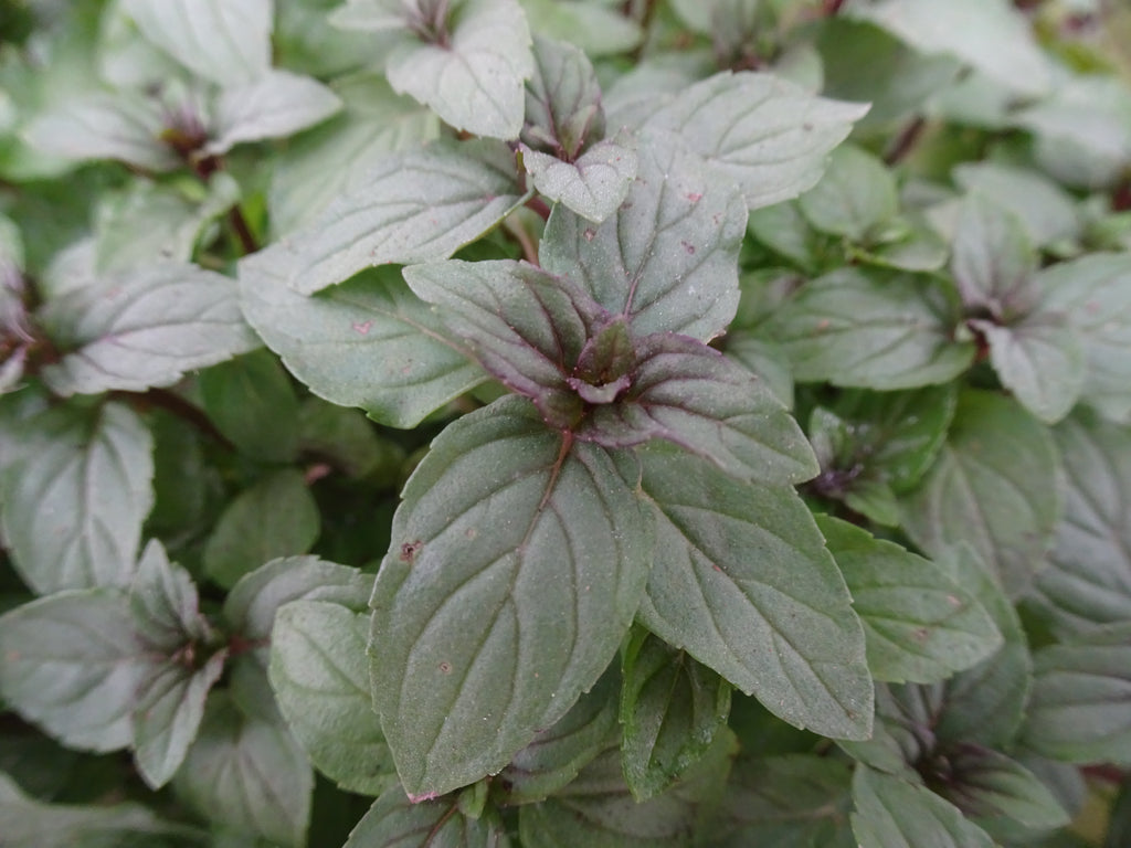 MENTA PIPERITA M-14