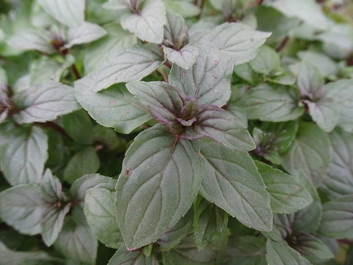 MENTA PIPERITA M-14