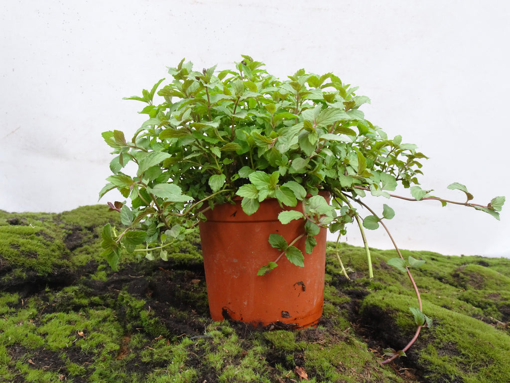 MENTA LIMON M-14
