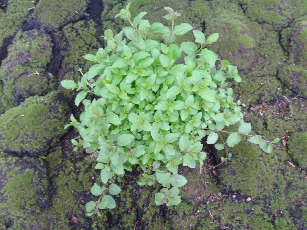 MENTA LIMON M-14