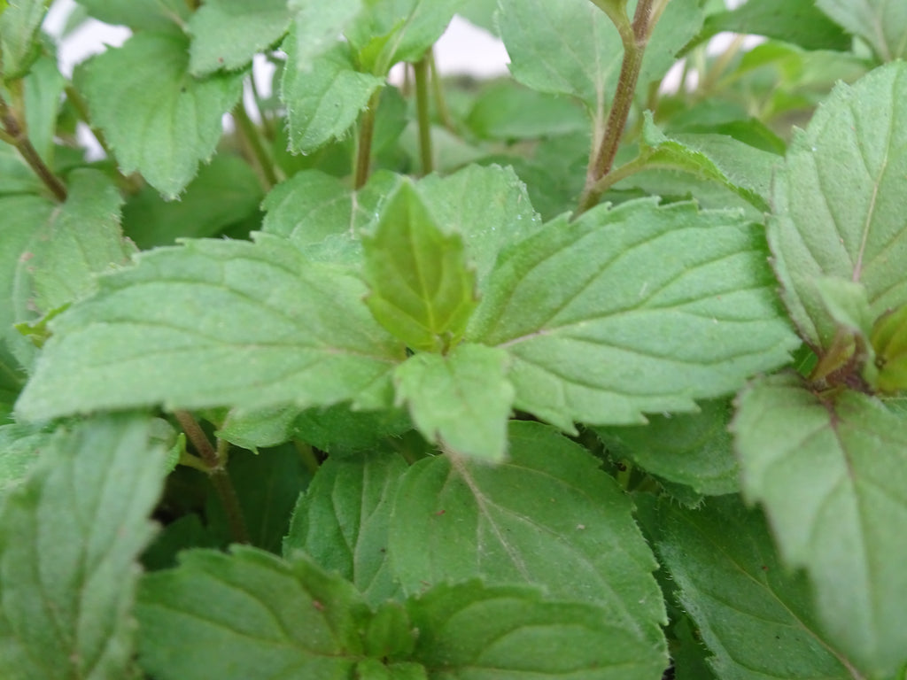 MENTA LIMON M-14