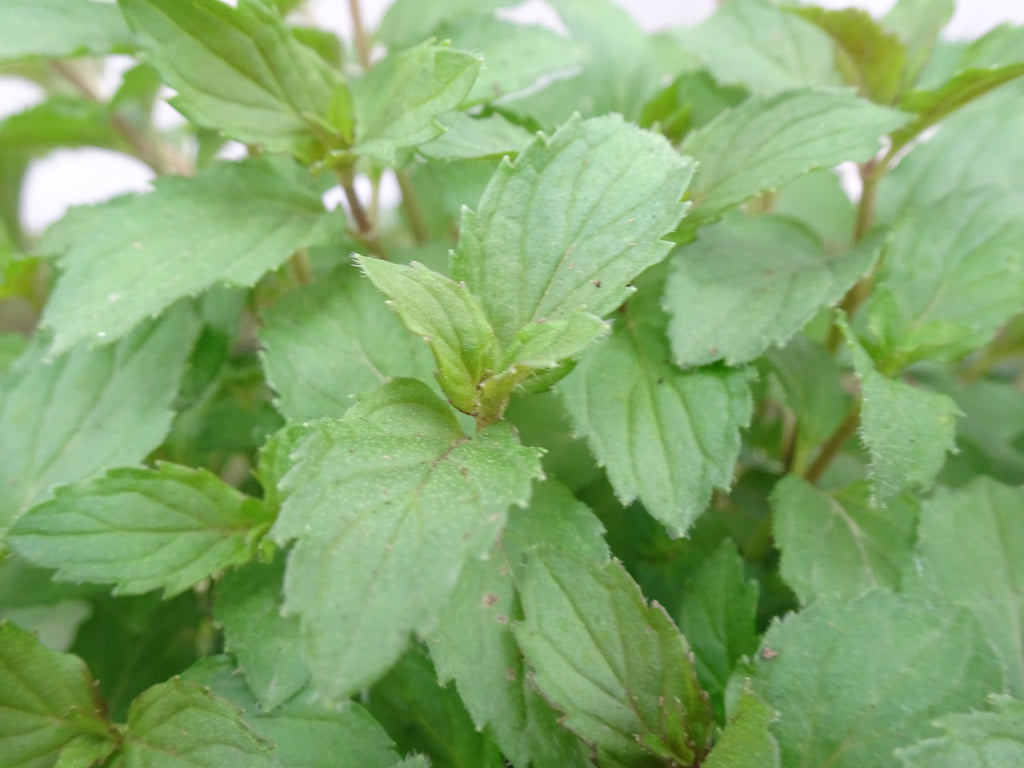 MENTA LIMON M-14