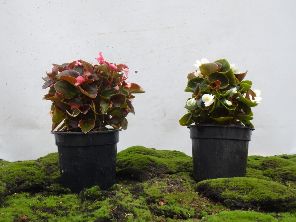 BEGONIA SEMPREFLORENS M-14