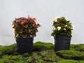 BEGONIA SEMPREFLORENS M-14