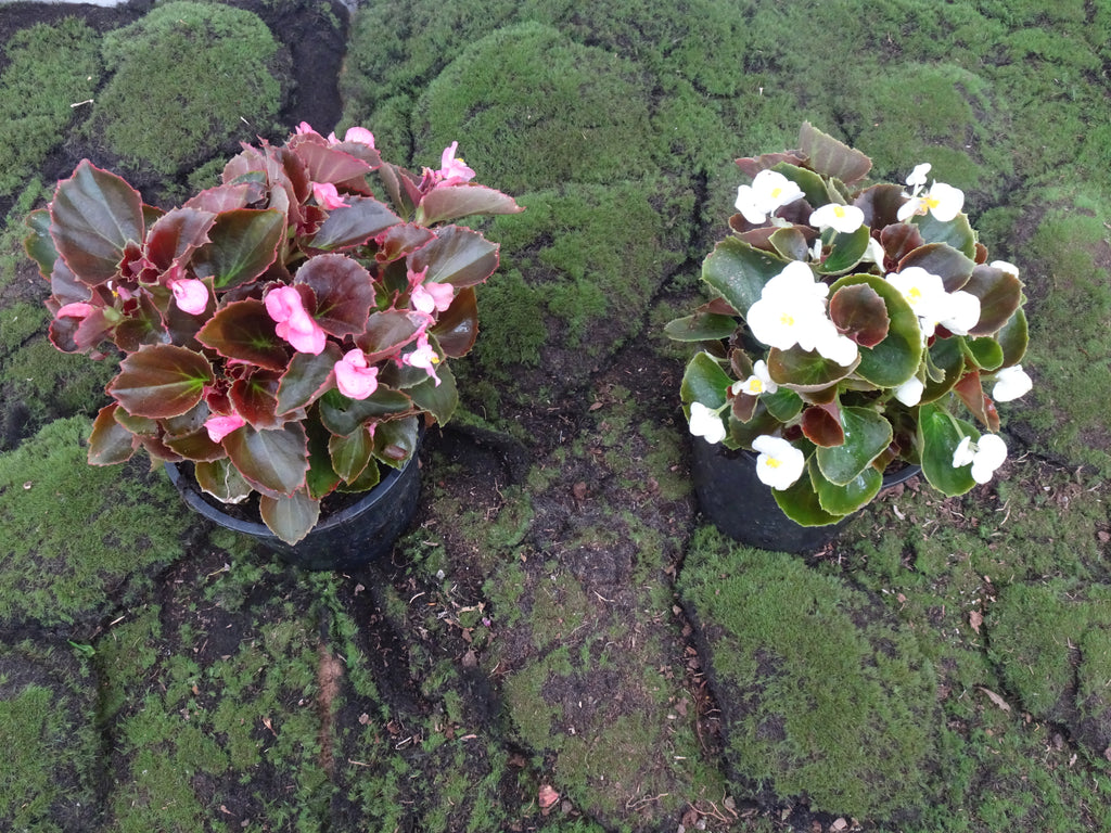 BEGONIA SEMPREFLORENS M-14