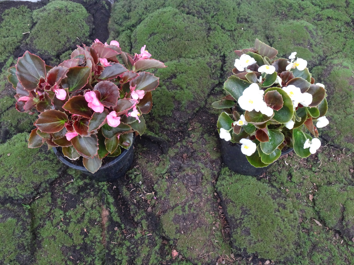 BEGONIA SEMPREFLORENS M-14