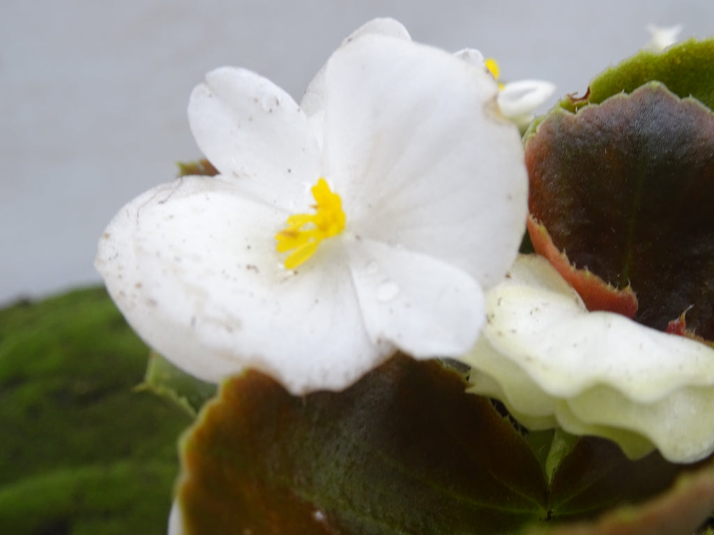 BEGONIA SEMPREFLORENS M-14