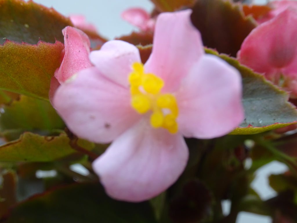 BEGONIA SEMPREFLORENS M-14