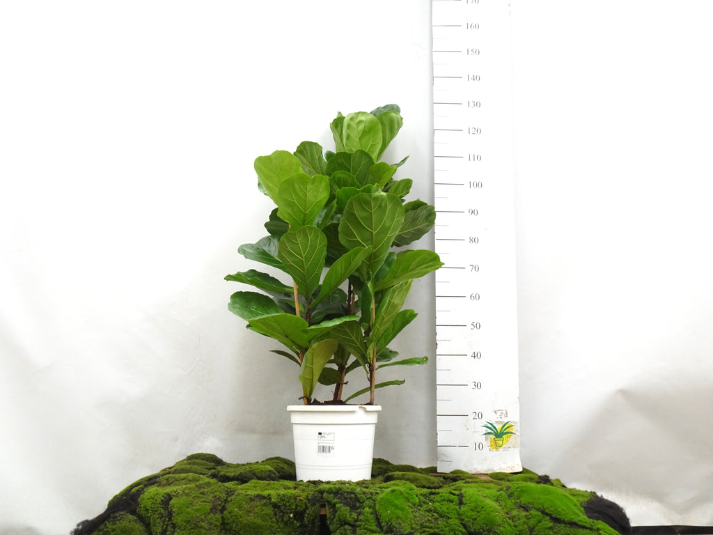 FICUS LYRATA M-28