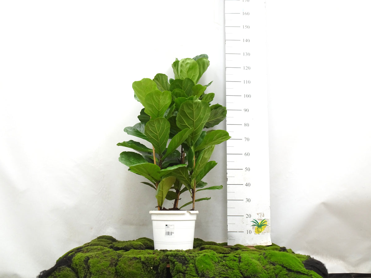 FICUS LYRATA M-28