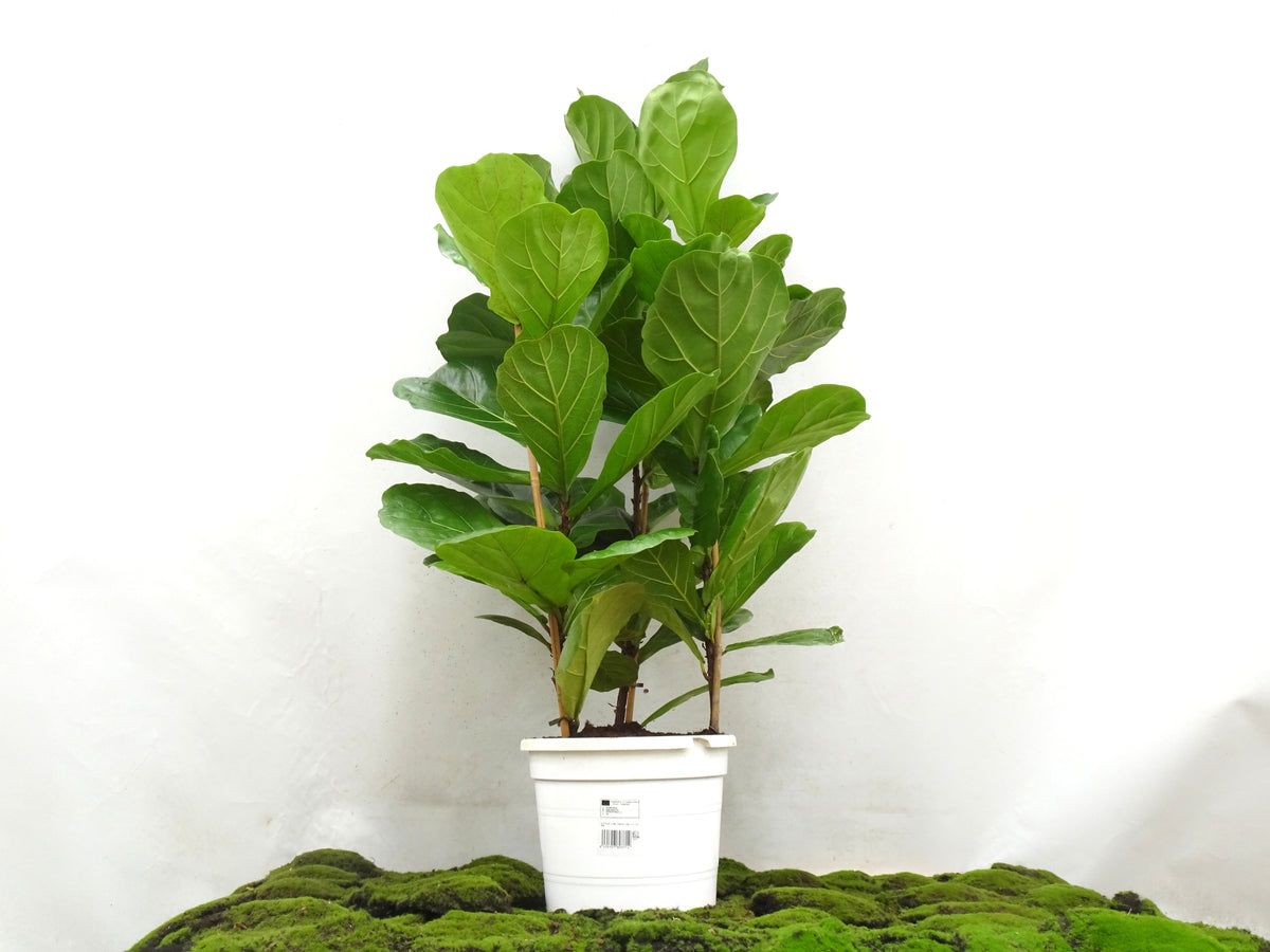 FICUS LYRATA M-28