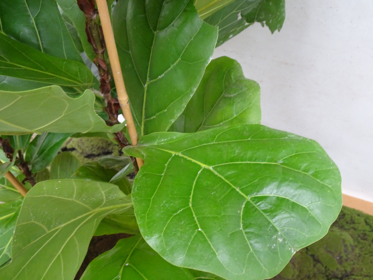 FICUS LYRATA M-28