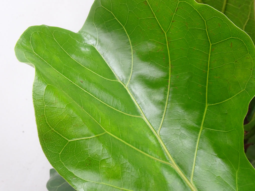 FICUS LYRATA M-28
