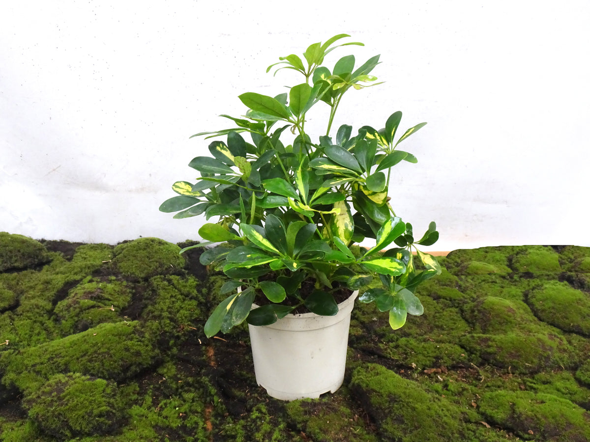 SCHEFFLERA GOLD CAPELLA M-17