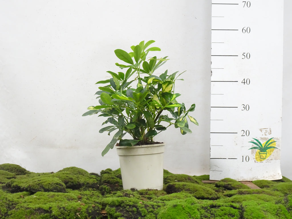 SCHEFFLERA GOLD CAPELLA M-17