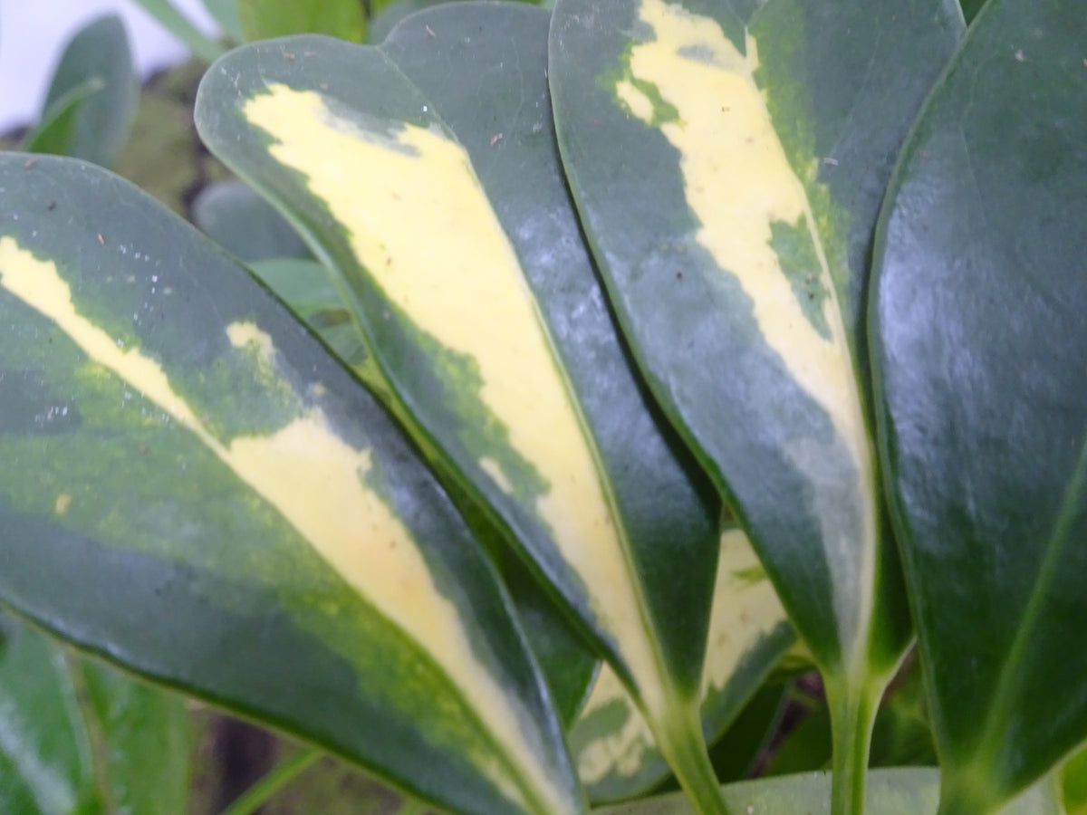 SCHEFFLERA GOLD CAPELLA M-17