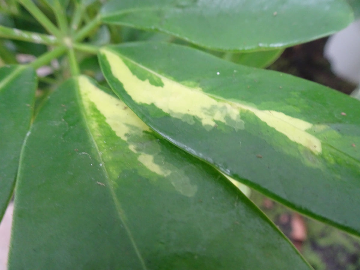 SCHEFFLERA GOLD CAPELLA M-17