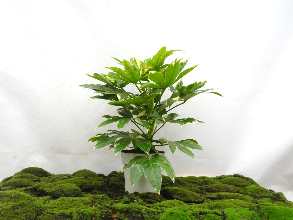 ARALIA VARIEGATA M-21