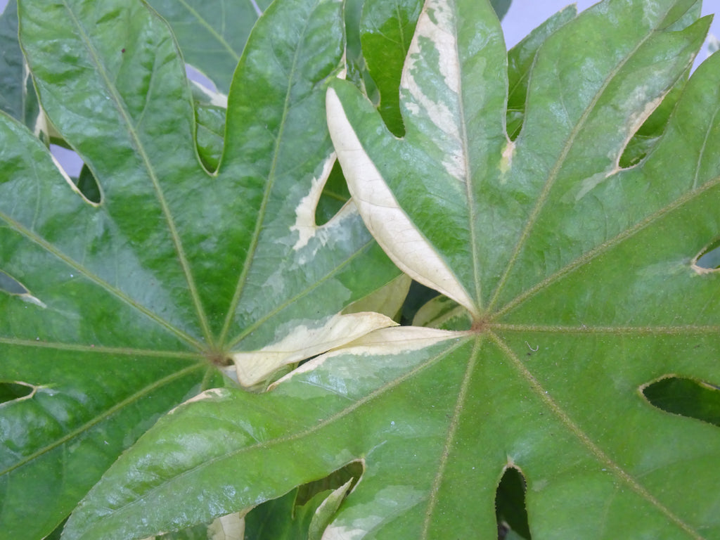 ARALIA VARIEGATA M-21
