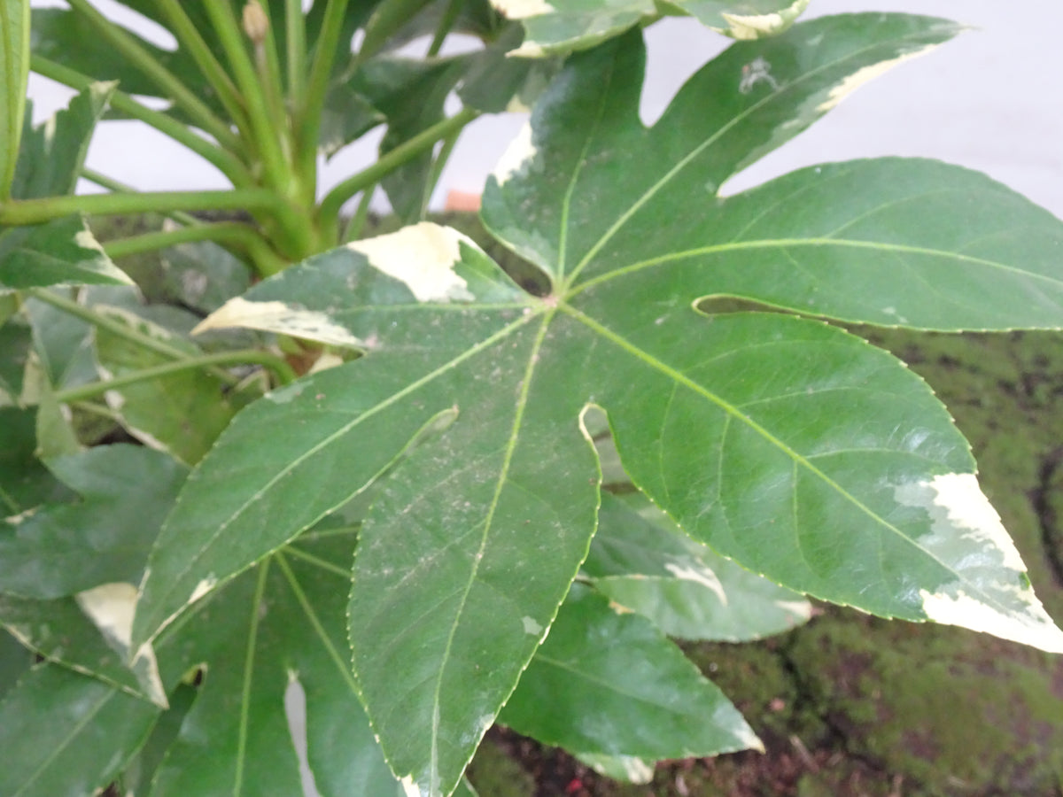 ARALIA VARIEGATA M-21