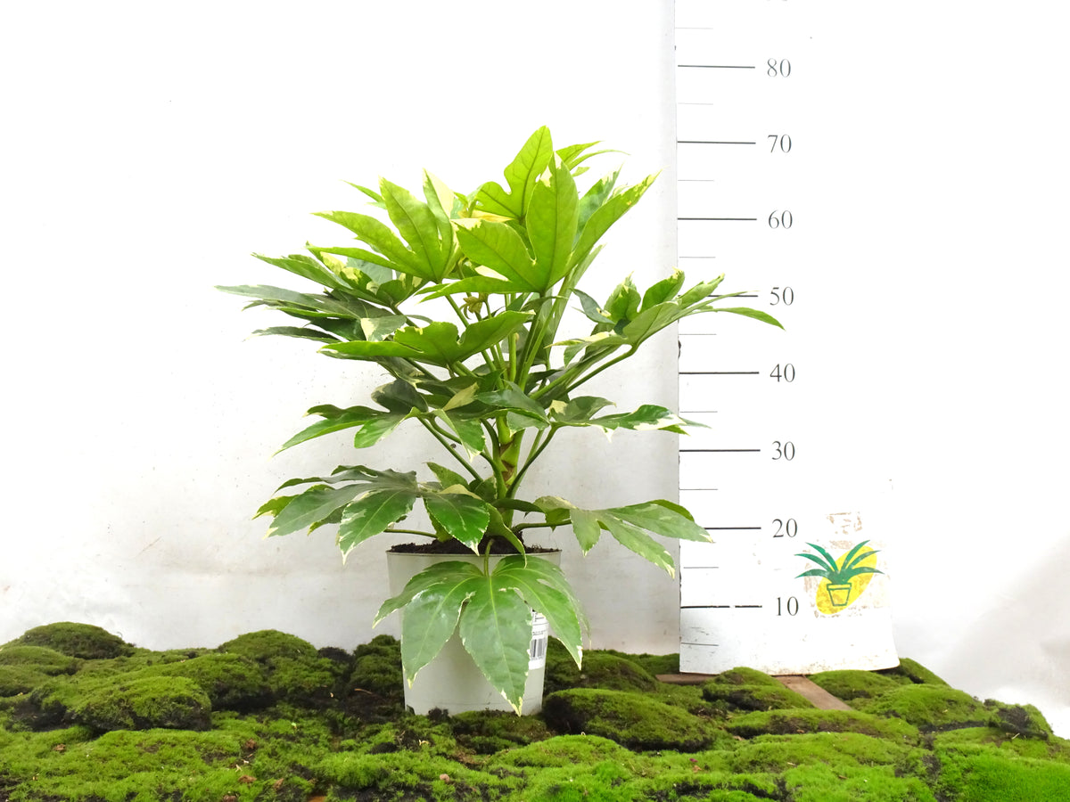 ARALIA VARIEGATA M-21