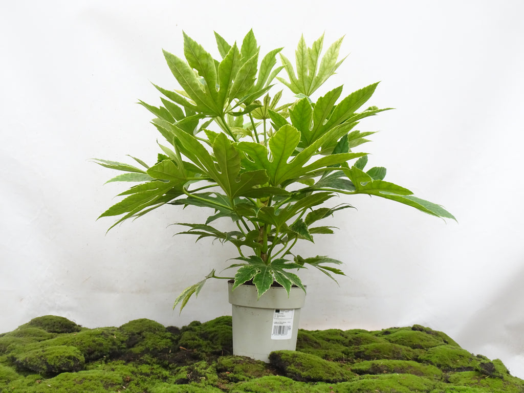 ARALIA SPIDER WEB M-21